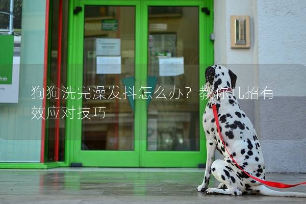 狗狗洗完澡發抖怎么辦？教你幾招有效應對技巧