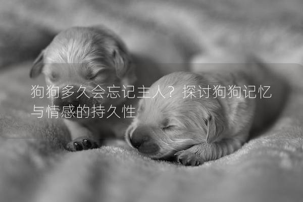 狗狗多久會忘記主人？探討狗狗記憶與情感的持久性