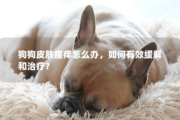 狗狗皮膚瘙癢怎么辦，如何有效緩解和治療？
