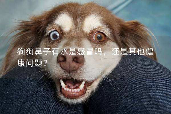 狗狗鼻子有水是感冒嗎,還是其他健康問題? 狗狗鼻子有水是感冒嗎,還是其他健康問題?