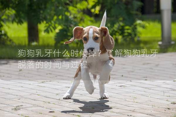 狗狗乳牙什么時候掉？了解狗狗乳牙脫落的時間與過程