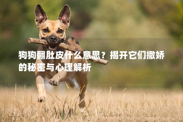 狗狗翻肚皮什么意思？揭開它們撒嬌的秘密與心理解析