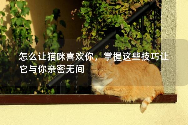 怎么讓貓咪喜歡你,掌握這些技巧讓它與你親密無(wú)間 怎么讓貓咪喜歡你,掌握這些技巧讓它與你親密無(wú)間