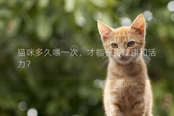 貓咪多久喂一次,才能保持健康和活力? 貓咪多久喂一次,才能保持健康和活力?