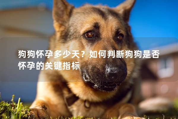 狗狗懷孕多少天？如何判斷狗狗是否懷孕的關鍵指標