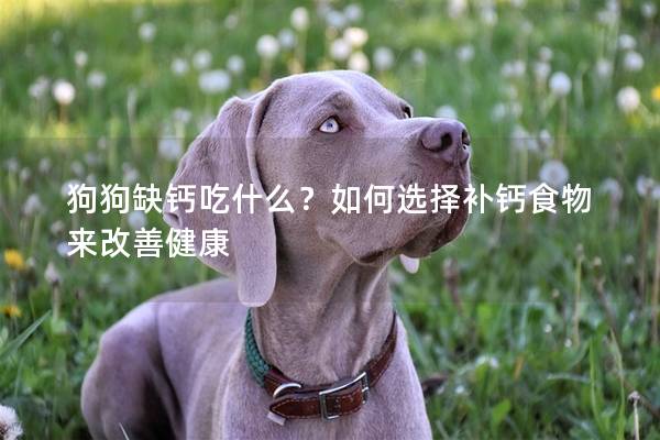 狗狗缺鈣吃什么？如何選擇補(bǔ)鈣食物來改善健康