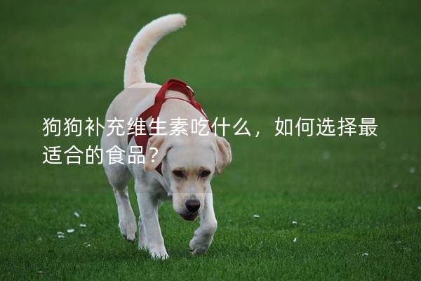 狗狗補(bǔ)充維生素吃什么,如何選擇最適合的食品? 狗狗補(bǔ)充維生素吃什么,如何選擇最適合的食品?