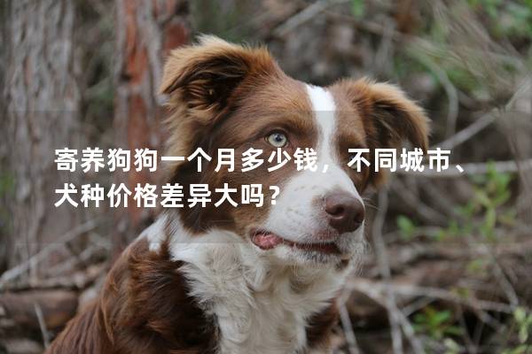 寄養(yǎng)狗狗一個(gè)月多少錢，不同城市、犬種價(jià)格差異大嗎？