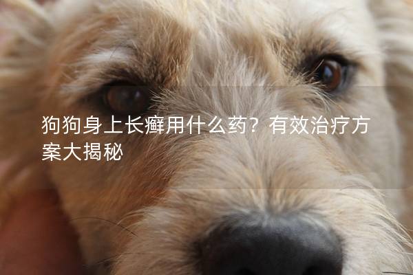 狗狗身上長癬用什么藥？有效治療方案大揭秘