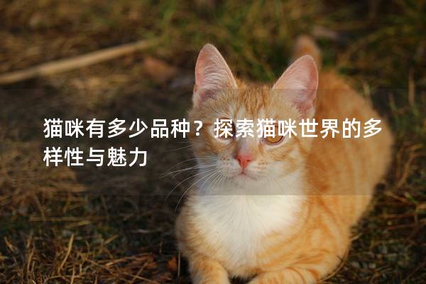 貓咪有多少品種？探索貓咪世界的多樣性與魅力