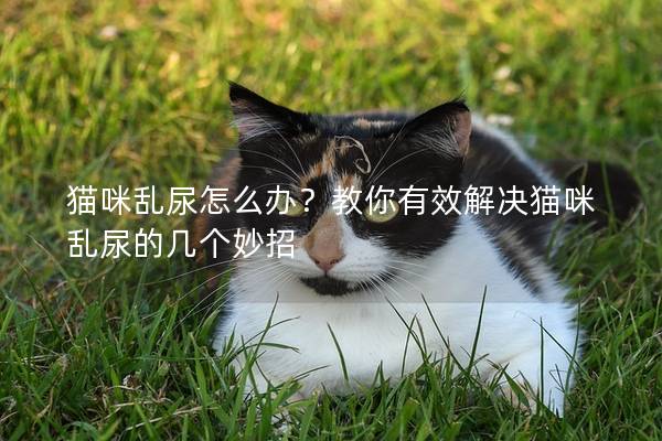 貓咪亂尿怎么辦？教你有效解決貓咪亂尿的幾個妙招