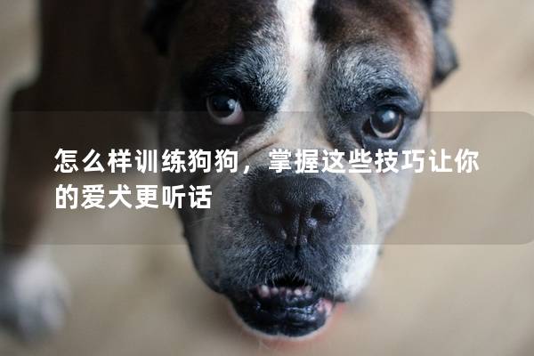 怎么樣訓(xùn)練狗狗,掌握這些技巧讓你的愛犬更聽話 怎么樣訓(xùn)練狗狗,掌握這些技巧讓你的愛犬更聽話