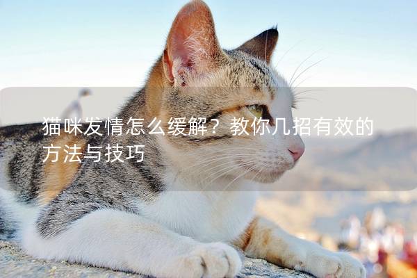 貓咪發情怎么緩解？教你幾招有效的方法與技巧