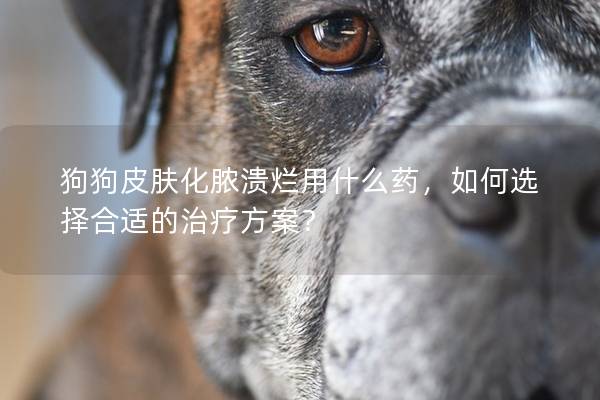 狗狗皮膚化膿潰爛用什么藥,如何選擇合適的治療方案?