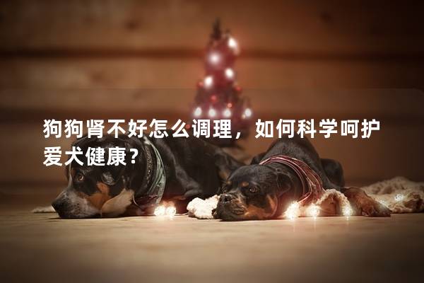 狗狗腎不好怎么調(diào)理，如何科學(xué)呵護愛犬健康？