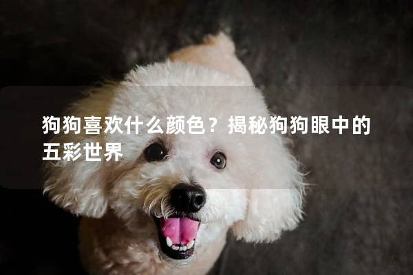 狗狗喜歡什么顏色？揭秘狗狗眼中的五彩世界