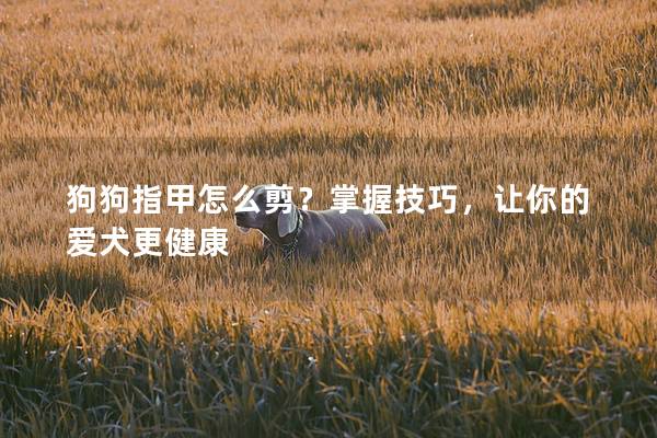 狗狗指甲怎么剪？掌握技巧，讓你的愛犬更健康