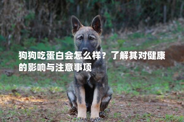 狗狗吃蛋白會怎么樣？了解其對健康的影響與注意事項