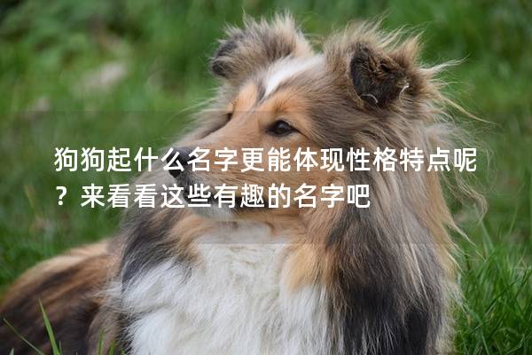 狗狗起什么名字更能體現(xiàn)性格特點呢？來看看這些有趣的名字吧