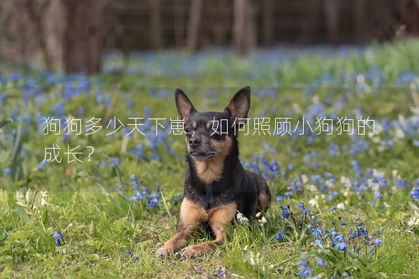 狗狗多少天下崽，如何照顧小狗狗的成長？