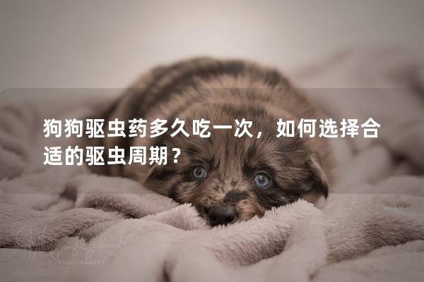 狗狗驅蟲藥多久吃一次，如何選擇合適的驅蟲周期？