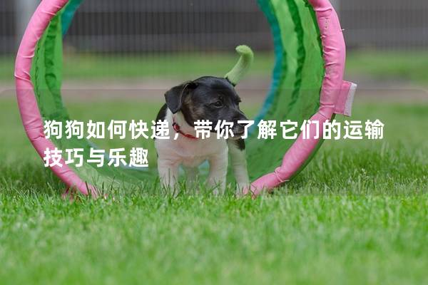 狗狗如何快遞，帶你了解它們的運輸技巧與樂趣