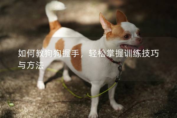 如何教狗狗握手，輕松掌握訓練技巧與方法