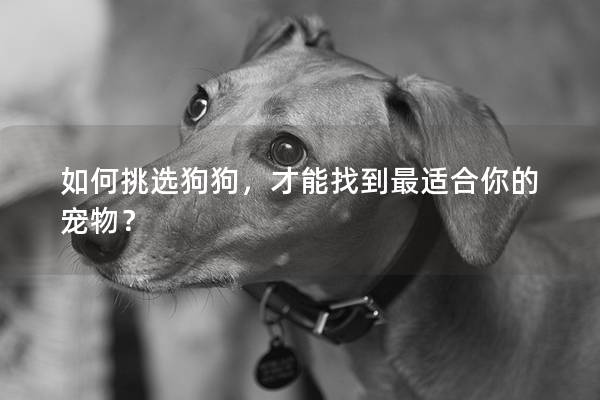 如何挑選狗狗，才能找到最適合你的寵物？