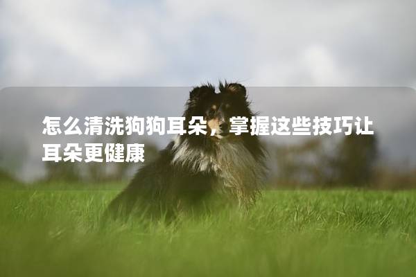 怎么清洗狗狗耳朵，掌握這些技巧讓耳朵更健康