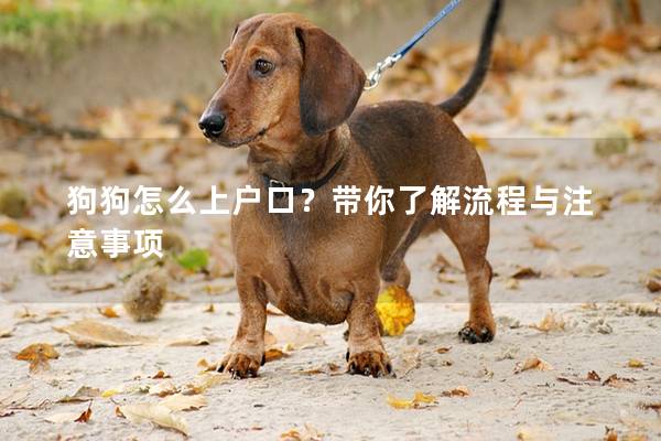 狗狗怎么上戶口？帶你了解流程與注意事項