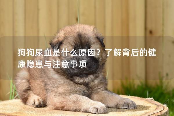 狗狗尿血是什么原因？了解背后的健康隱患與注意事項