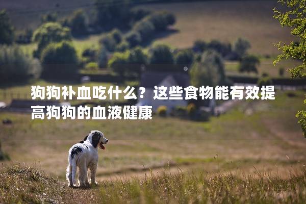 狗狗補血吃什么？這些食物能有效提高狗狗的血液健康