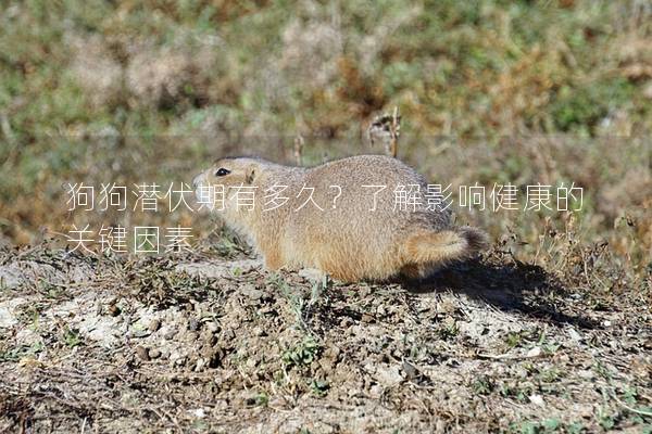 狗狗潛伏期有多久？了解影響健康的關(guān)鍵因素