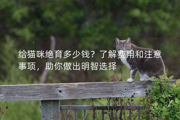 給貓咪絕育多少錢？了解費用和注意事項，助你做出明智選擇