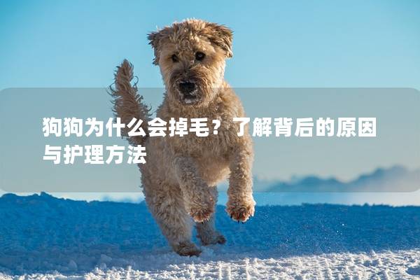 狗狗為什么會掉毛？了解背后的原因與護理方法