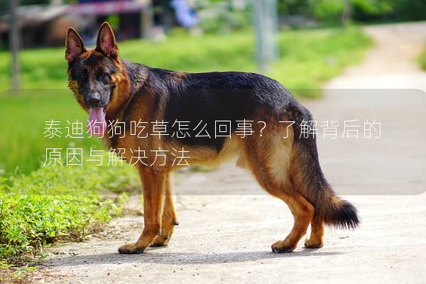 泰迪狗狗吃草怎么回事？了解背后的原因與解決方法