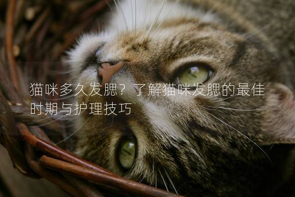 貓咪多久發腮？了解貓咪發腮的最佳時期與護理技巧