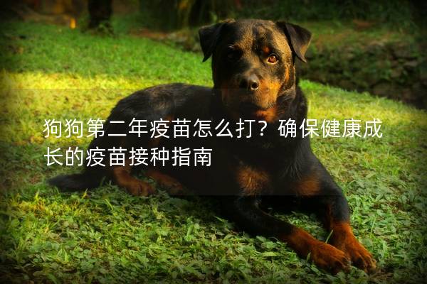狗狗第二年疫苗怎么打？確保健康成長的疫苗接種指南