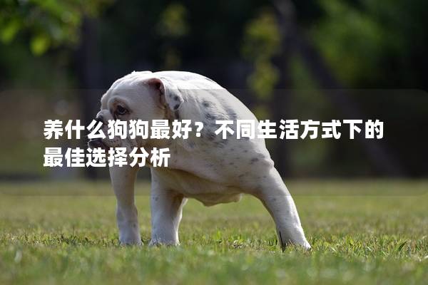 養什么狗狗最好？不同生活方式下的最佳選擇分析