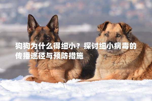 狗狗為什么得細小？探討細小病毒的傳播途徑與預防措施