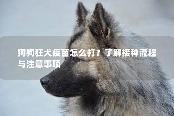 狗狗狂犬疫苗怎么打?了解接種流程與注意事項 狗狗狂犬疫苗怎么打?了解接種流程與注意事項