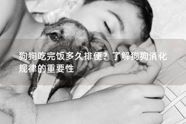 狗狗吃完飯多久排便？了解狗狗消化規律的重要性