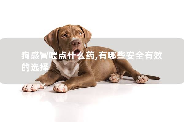 狗感冒喂點什么藥,有哪些安全有效的選擇