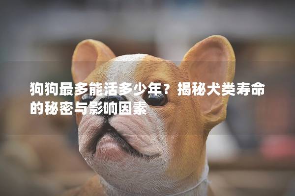 狗狗最多能活多少年？揭秘犬類壽命的秘密與影響因素