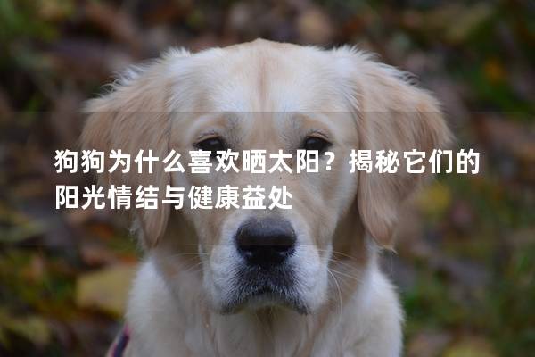 狗狗為什么喜歡曬太陽？揭秘它們的陽光情結與健康益處