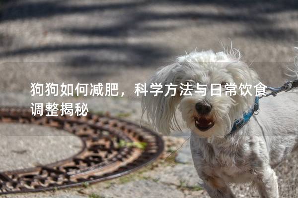 狗狗如何減肥，科學方法與日常飲食調整揭秘