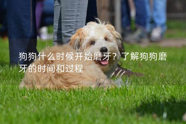 狗狗什么時候開始磨牙?了解狗狗磨牙的時間和過程 狗狗什么時候開始磨牙?了解狗狗磨牙的時間和過程