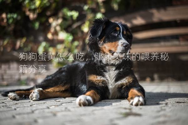 狗狗蛋黃怎么吃,健康美味的喂養秘籍分享 狗狗蛋黃怎么吃,健康美味的喂養秘籍分享