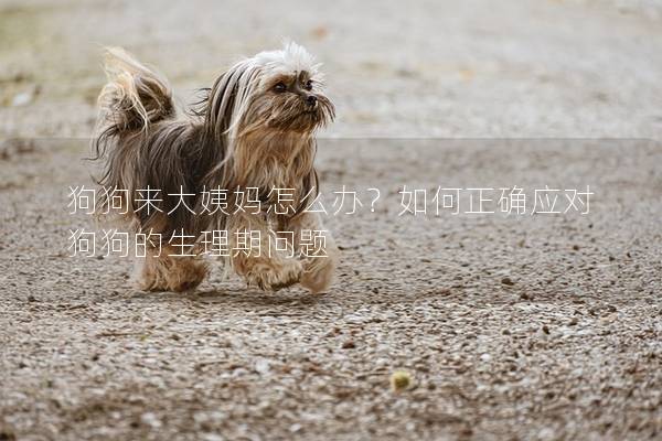 狗狗來大姨媽怎么辦？如何正確應(yīng)對狗狗的生理期問題