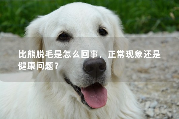 比熊脫毛是怎么回事,正常現象還是健康問題? 比熊脫毛是怎么回事,正常現象還是健康問題?